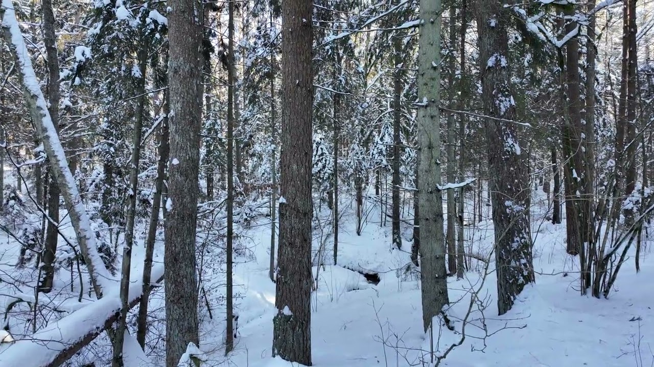 Kulautuvos miškas 20260208