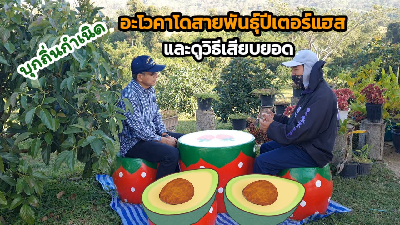 บุกถิ่นอะโวคาโดสายพันธุ์ปีเตอร์แฮสและดูวิธีเสียบบยอด