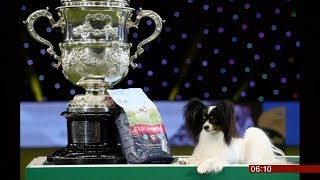 'Dylan the villain' Crufts (dog show) winner (UK) - BBC News - 11th March 2019