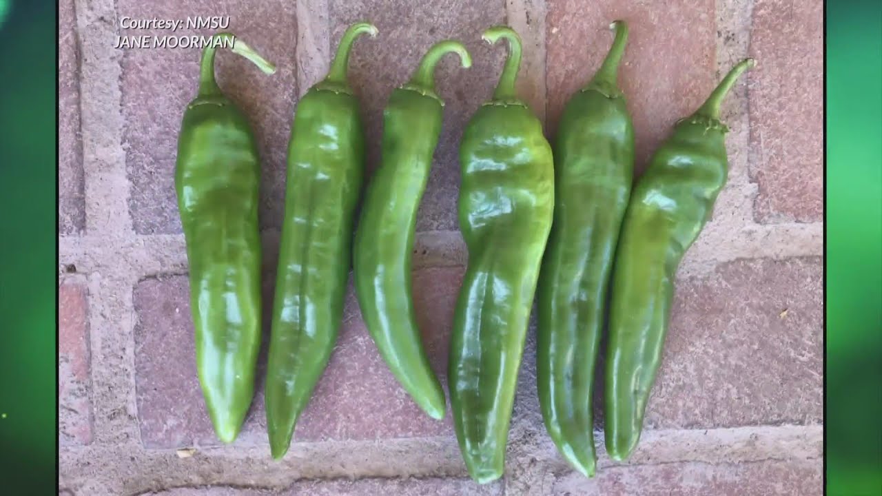 NMSU researchers introduce new line of green chile made for mechanical