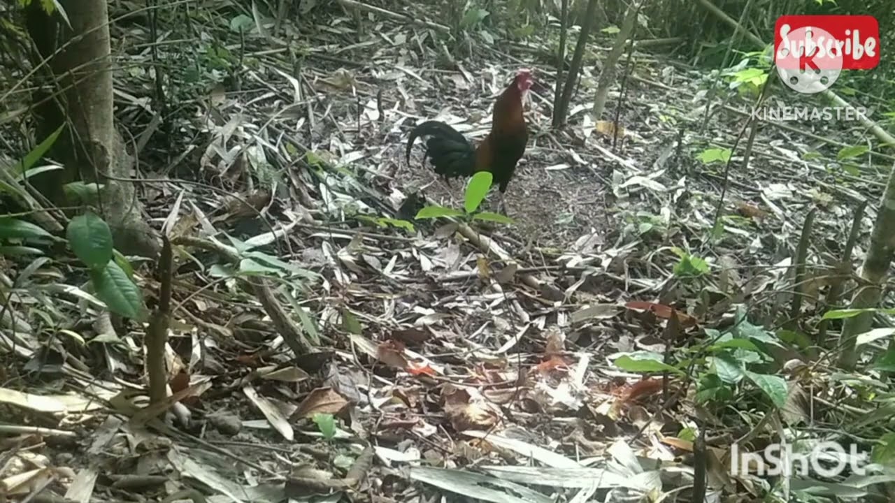 Peacomb/buyugin yung pangate red wild/jungle chicken/fowl hunting labuyo/how to trap 