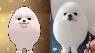 Egg Dog is Here | Fight of Animals