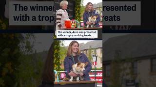 Dogs have paw-some day competing in Scotland's annual Corgi Derby