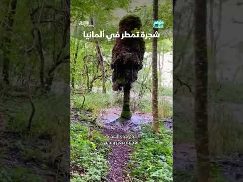 شجرة تمطر في ألمانيا