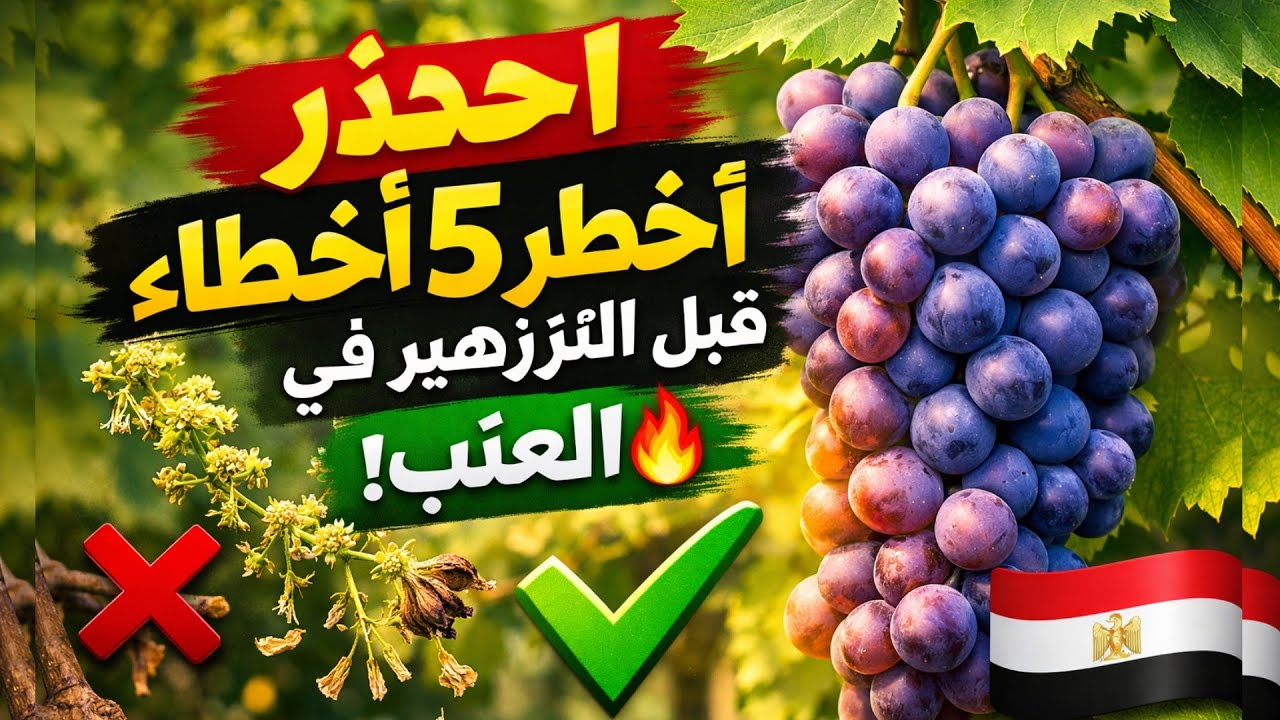 أخطر 5 أخطاء تدمر محصول العنب قبل التزهير!