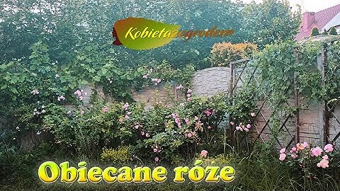 Obiecany film o różach