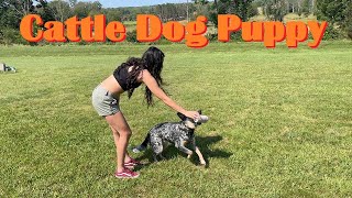 Good Cattle Dog Puppy, super long retrieve