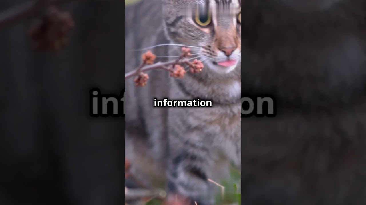 Time Warp: Exploring Animal Perception