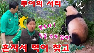 맙소사!! 😱 루이바오의 은밀한 서리가 시작된다에 할부지는 말문이 막혔어요 💨👀 바쁘다바뻐 루이 조만간 서서 서리하고 담넘는다ㅋㅋㅋㅋ