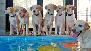 The 7 puppies learn how to swim