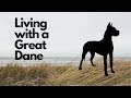 Living with a Great Dane [story]