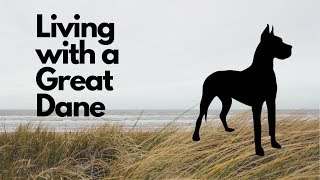 Living with a Great Dane [story] How Long Does A Great Dane Live For