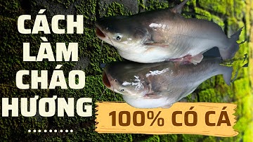 Cháo hương câu cá tra | Hướng dẫn làm cháo hương câu cá tra | Hương liệu câu cá tra | Benben Go