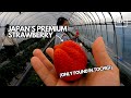 You Can Eat UNLIMITED Premium Strawberries Near Tokyo | Ichigo No Sato Skyberry Farm