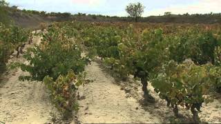 'Sustraia' ha estado en la vendimia de Rioja Alavesa