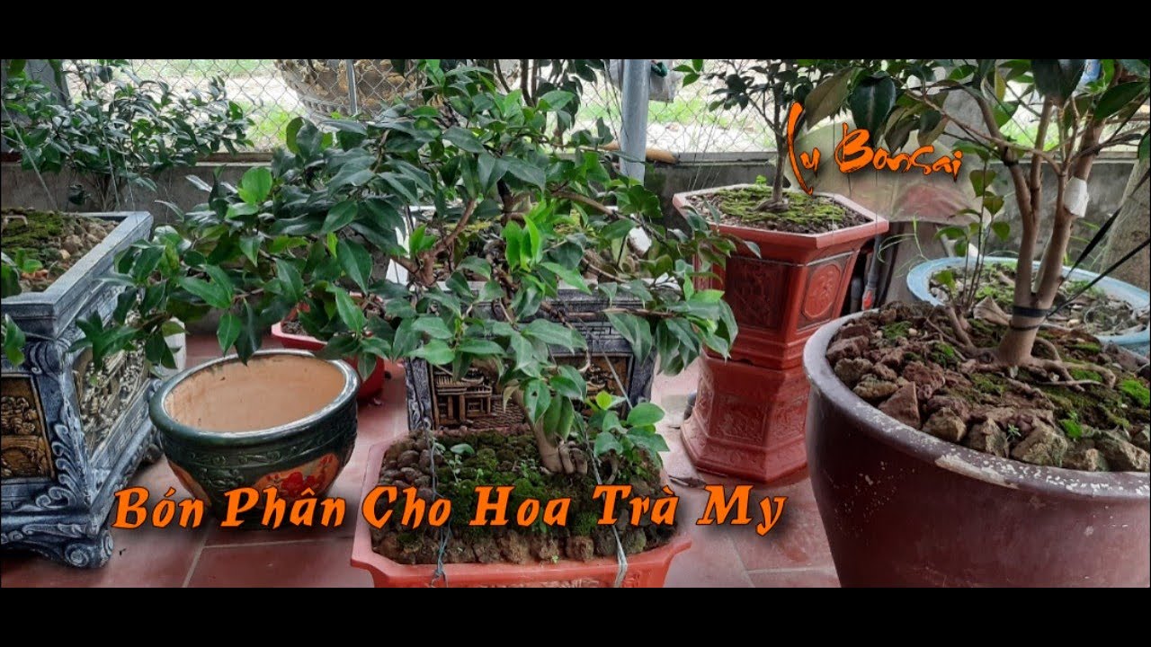 Bón Phân Cho Hoa Trà My P1 - Lu Bonsai