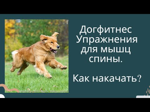 Догфитнес. Упражнения для мышц спины. Как начать мышцы спины собаке. полезные упражнения