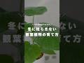 【これだけやって】冬に枯らさない、観葉植物の育て方のコツ!#観葉植物 #観葉植物インテリア #観葉植物のある暮らし #観葉植物初心者 #植物のある暮らし