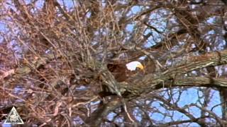 Soaring Eagles - Music Video by MObirds 1,554 views 13 years ago 4 minutes, 16 seconds