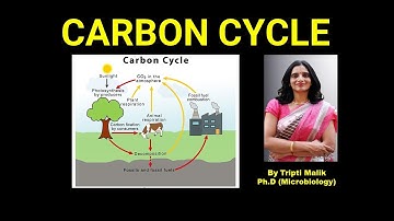 Carbon Cycle| Carbon Cycle Process| Concepts Bio geochemical Cycles| UGC-CSIR-NET GATE LIFESCIENCES