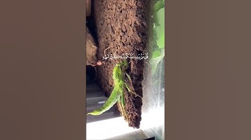 القرآن الكريم تلاوة خاشعة#القران_الكريم