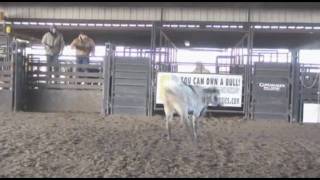 2010 FUTURITY BULL 873 OWNED BY JOHN PUCKETT & TRAINED BY THE JAYNES GANG