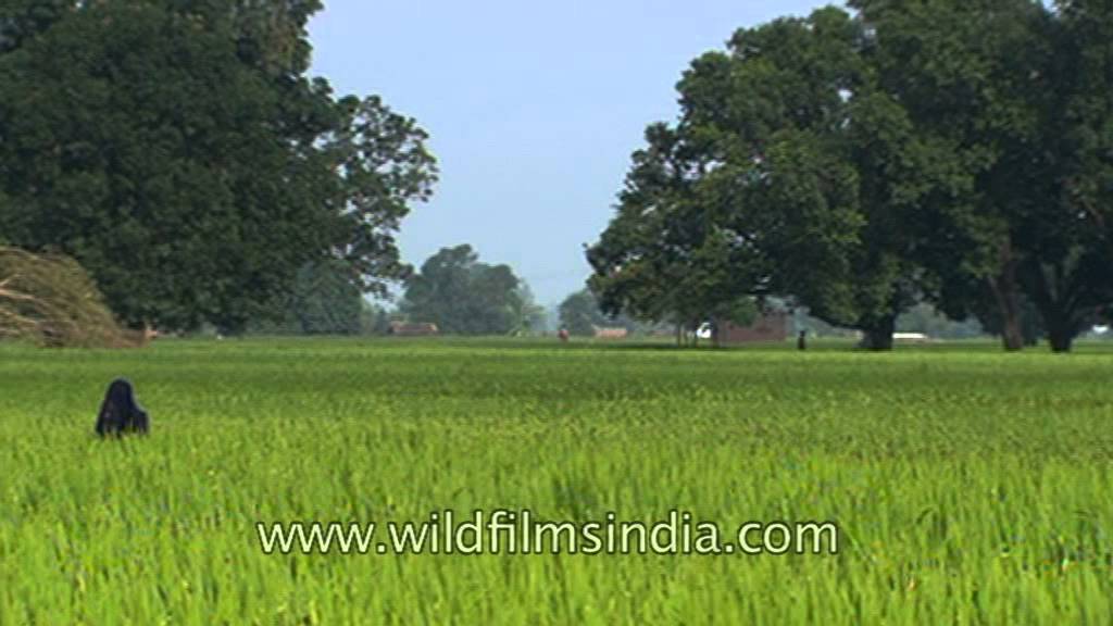 Fertile arable lands of Uttar Pradesh green with seasonal crops! YouTube