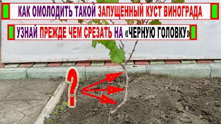 🍇 Радикальный способ ОМОЛОДИТЬ КУСТ ВИНОГРАДА. Срез на «черную головку». Подходит и ПОСЛЕ ЗАМОРОЗКА.