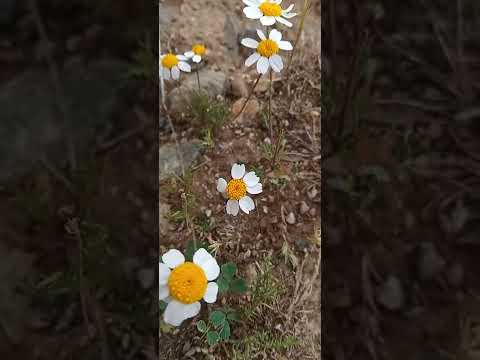 Chamomile flowers [2022]