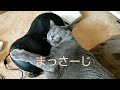 まっさーじ (Massage) (ロシアンブルー RussianBlue)