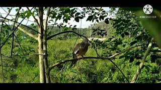 Download Lagu pikat terkukur ranting MP3