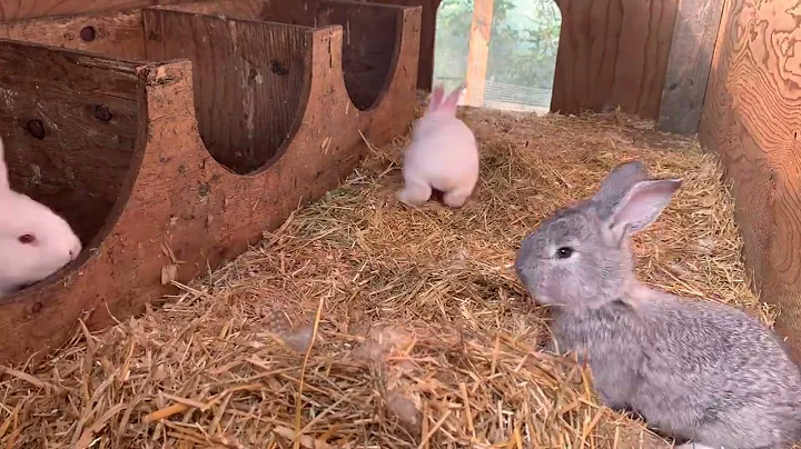 Baby continental giant rabbits-3 baby bunnies exploring their home. #shorts