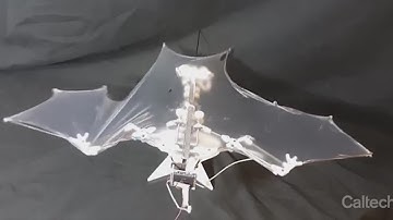 Scientists unveil revolutionary 