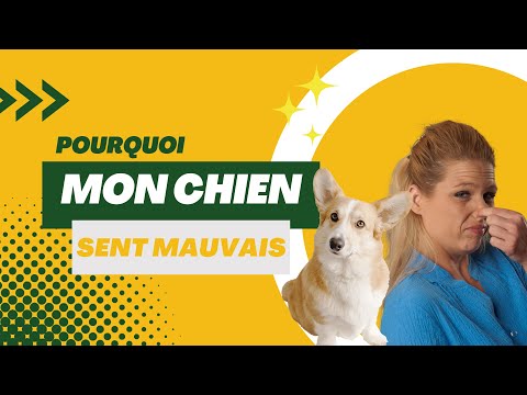 Vidéo: Comment faire sentir votre chien bon sans shampooing