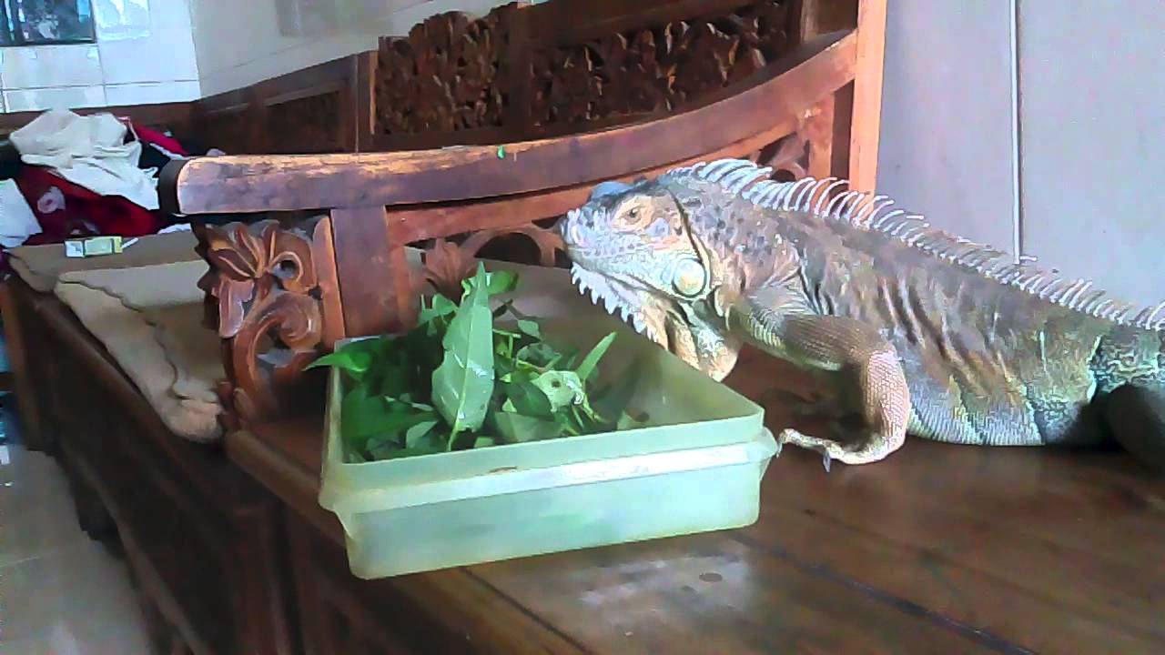 iguana ganti kulit