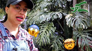 The Thai Monstera got out of control 😱🤯│Candy Bu