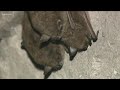 2 The Outdoors Bats Populations In Peril Across North America 