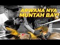 ARWANA NYA MUNT4H BAYI