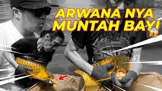 ARWANA NYA MUNT4H BAYI