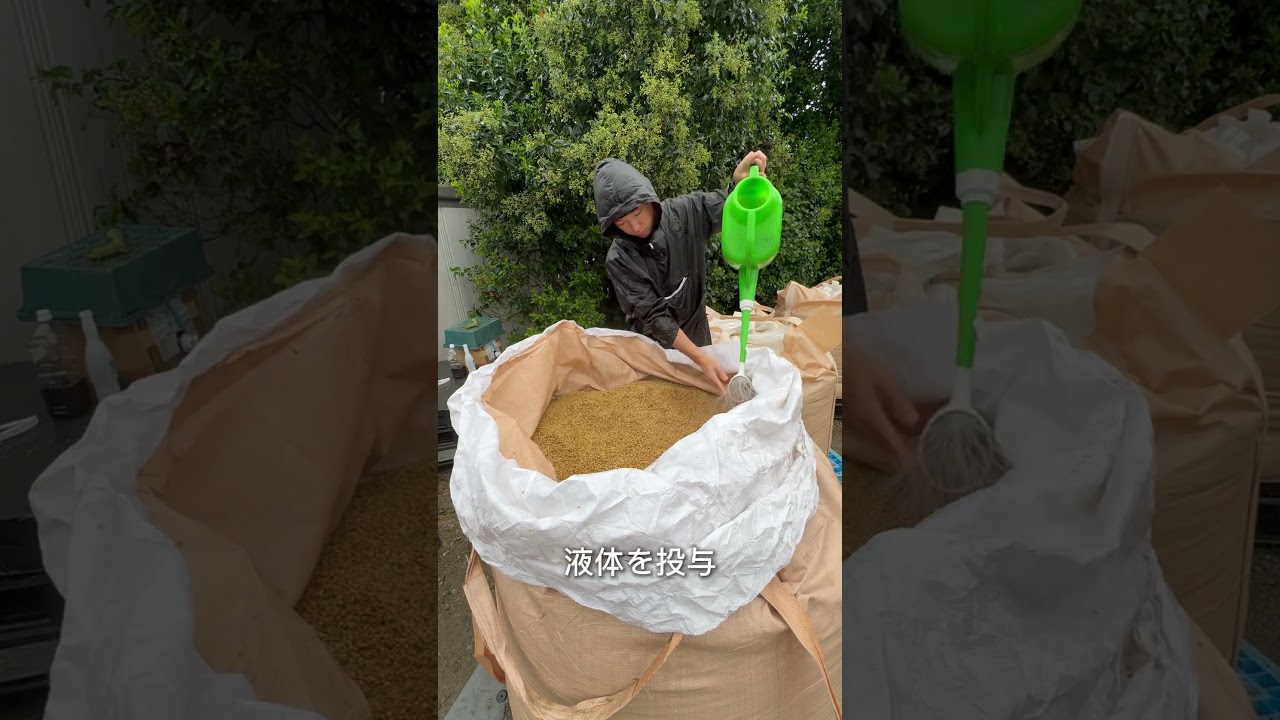 牛がお米を食べるって知ってた?