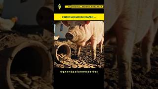 Свиня - скарб — дід у шоці! 😲Прикольно Копала-копала... і золото дістала!  #funny #memes #animals