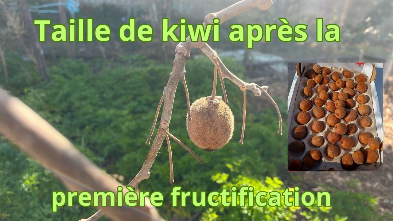 Kiwi la taille après la première fructification