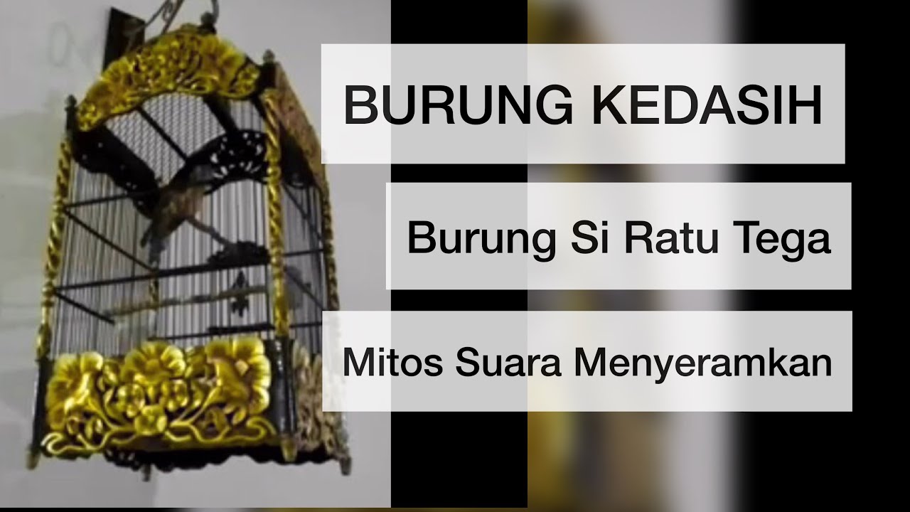 Burung Kedasih Gacor Youtube