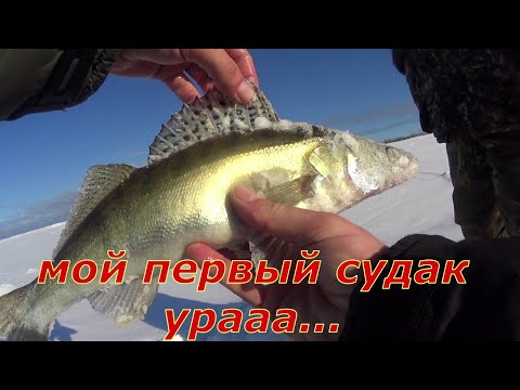 Эти щуки рвут леску и поводки. Попали на раздачу. #окунь #налим #щука #судак #стерлядь