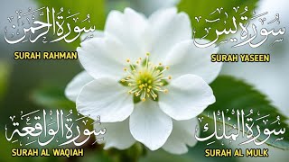 Surah Yaseen ❤ Surah Rahman ❤ Surah Al Waqia ❤ Surah Al mulk Soothing Quran recitation | Ep60