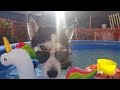 Max dice que quiere bañarse. || Max the husky, el perro que habla
