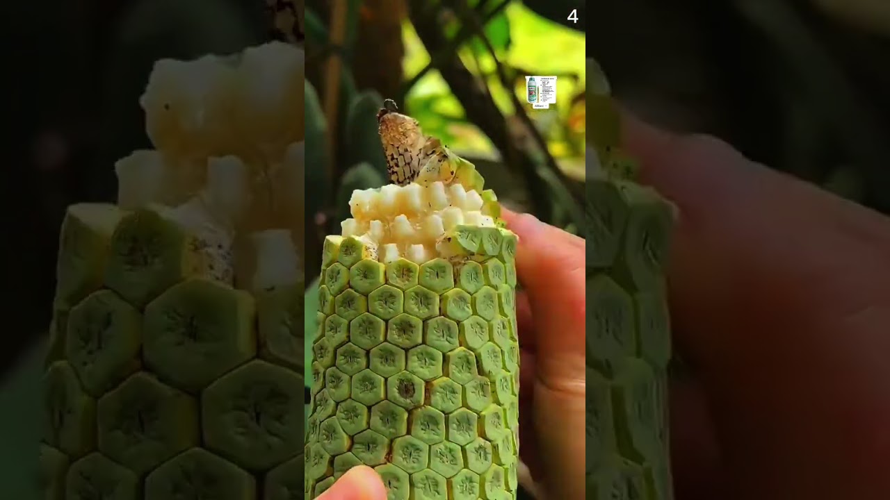 Petani cerdas panen tanaman unik dengan hasil yang memuaskan 