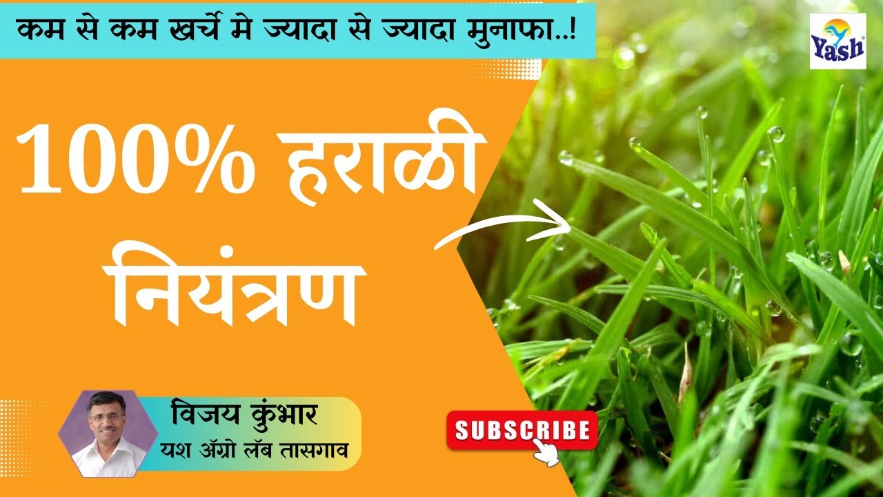 हराळी चे प्रभावी नियंत्रण कसे करायचे ? |खरड छाटणी 2024 | master in grapes| @VijayKumbharYashAgroLab