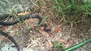 Black Racer Snake I Saw On The Side Of My House