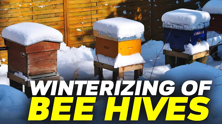 Chuẩn bị tổ ong mùa đông: Các mẹo quan trọng để có một mùa thành công